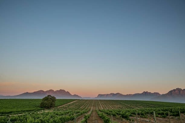 Cultivated field at dusk with hills on the horizon