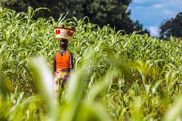 A farmer standing in a tall maize field