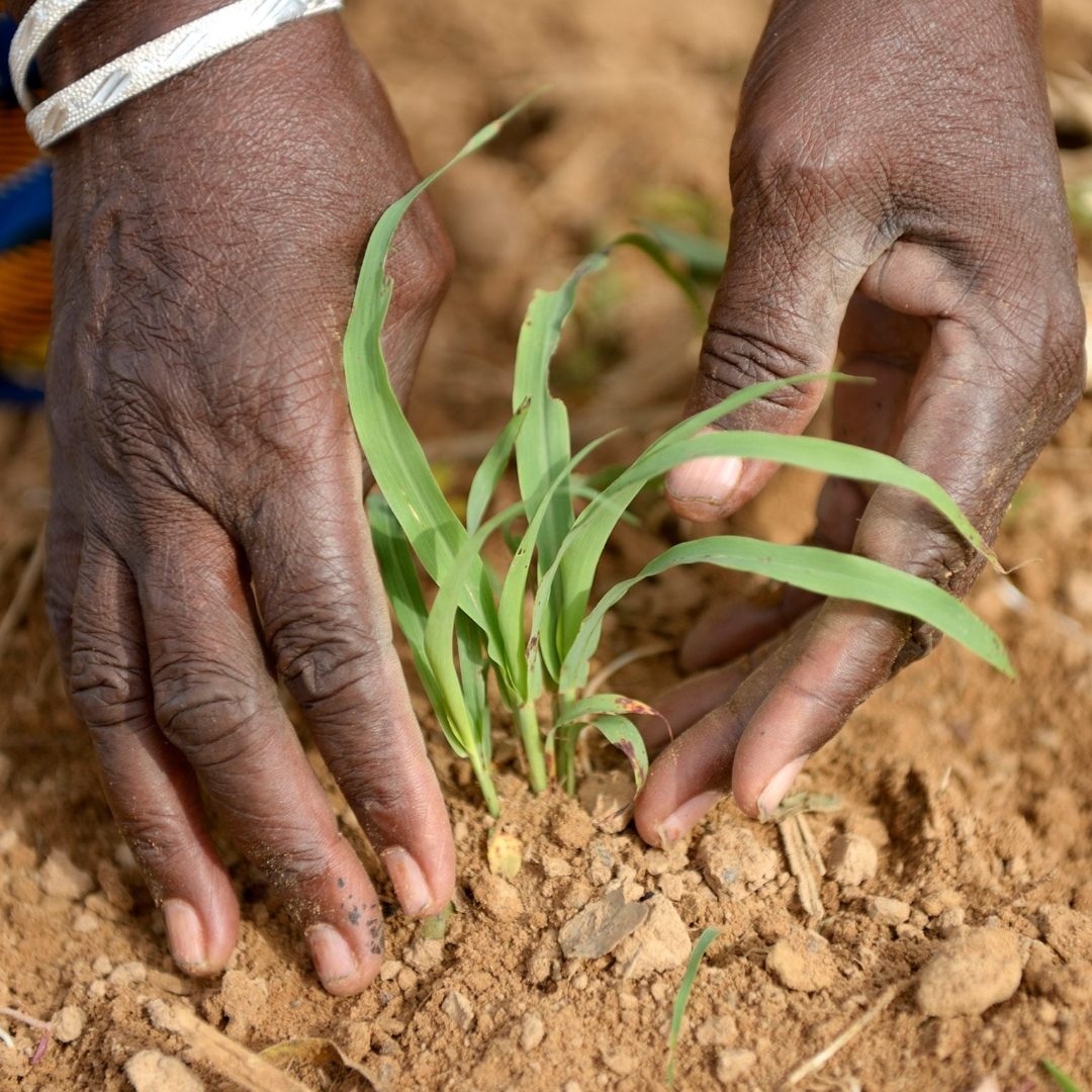Hands planting a maize seedling into red soil