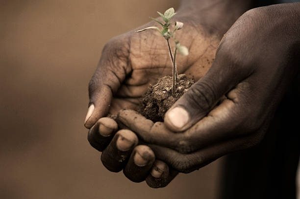 Hands holding soil with a young seedling