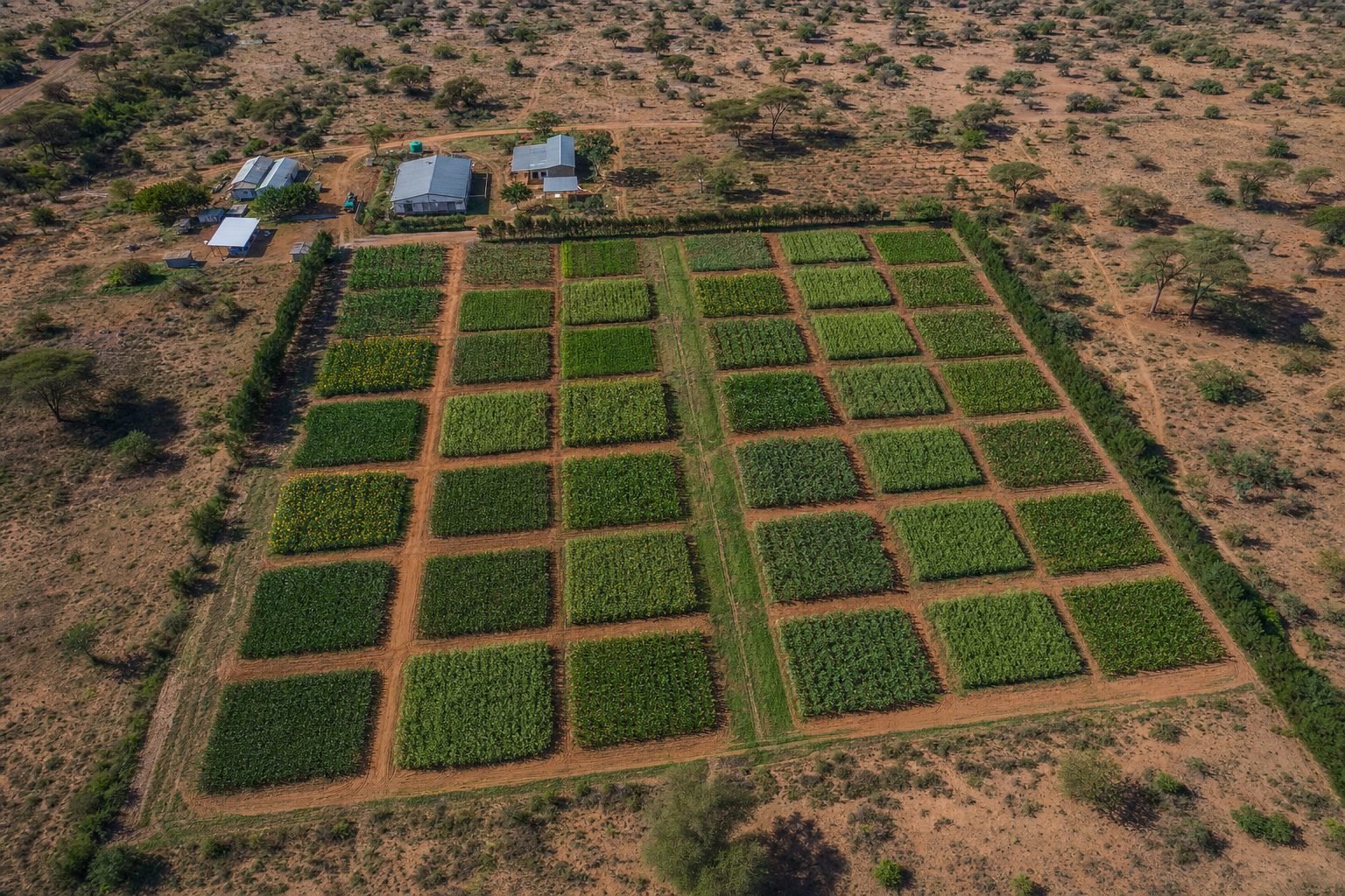 Aerial view of a grid of small crop trial plots at different growth stages